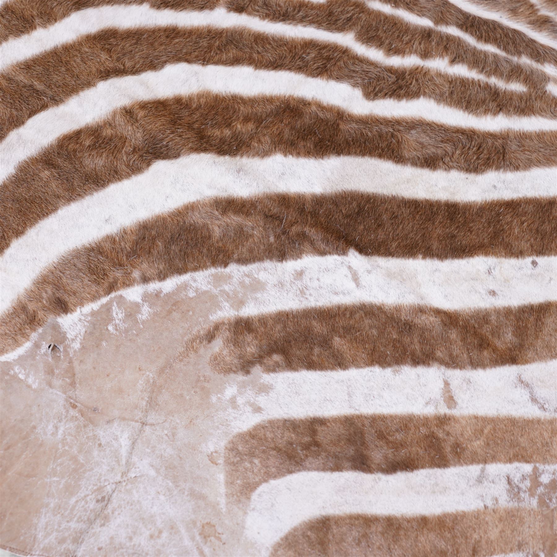 Skins/Hides: Early 20th century Burchell's or Plain's Zebra Hide Rug (Equus Quagga), an adult Zebra flat skin, shortened limbs outstretched with mane and tail