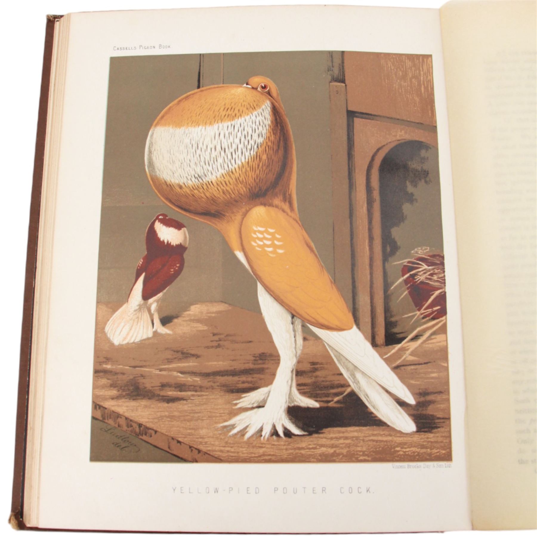 Fulton, Robert, The Illustrated Book of Pigeons with Standards for Judging, edited by Lewis Wright, the coloured plates from paintings by F.W Ludlow, London: Cassell, no date, circa 1880