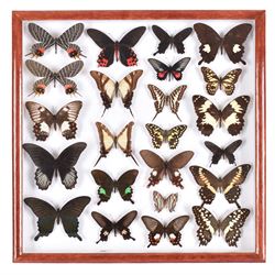 Entomology: Single glazed display of butterflies, circa 20th century, single glazed display containing twenty three various specimens, some with attached data labels, all pinned upon foam backing and named labels, enclosed within a glazed entomology drawer, H46cm, W46cm