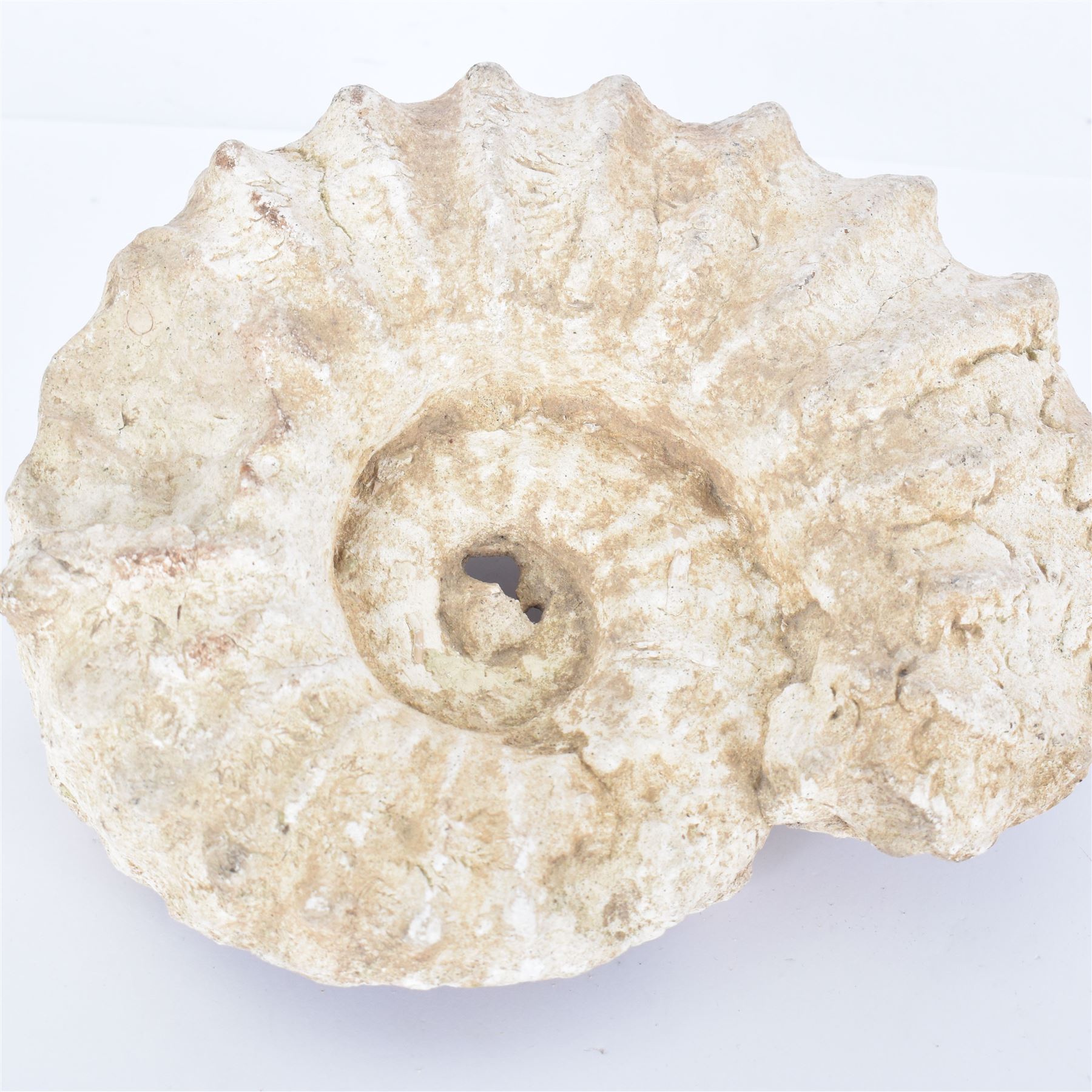 Ammonite fossil, age; Cretaceous period, location; Morocco, W20cm