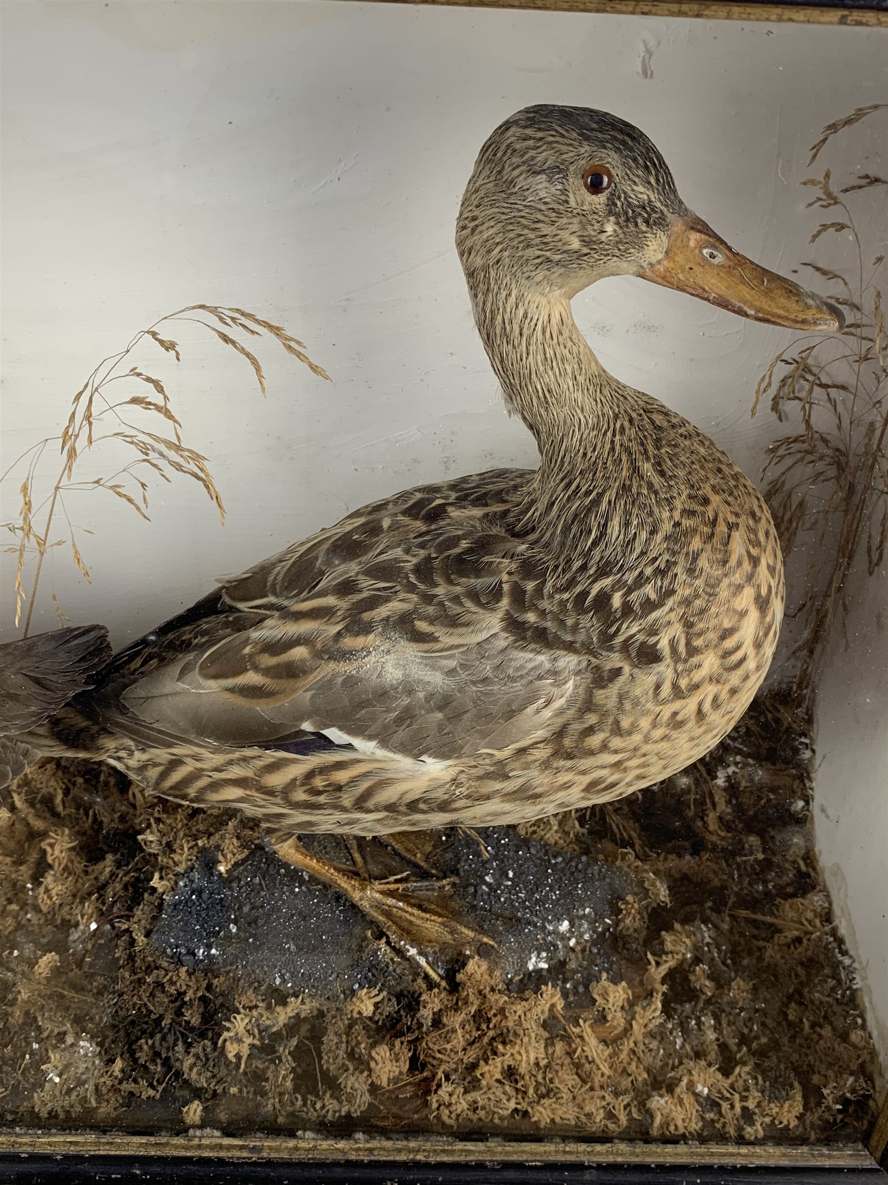 Taxidermy: Cased Moorhen (Gallinula chloropus) and female Mallard Duck (Anas platyrhynchos) and a cased group of British garden birds including Blue Tit, Coal Tit, Great Tit and Long Tailed Tit, both perched on naturalistic bases with painted back boards, in ebonised cases. H42cm, W56cm, D20cm and H46cm, W30cm, D12.5cm (2)