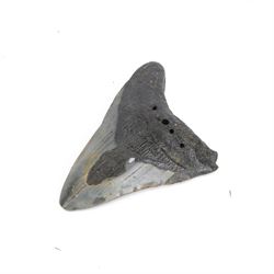 Megalodon (Otodus Megalodon) tooth fossil, with fine serrations, H10.5cm