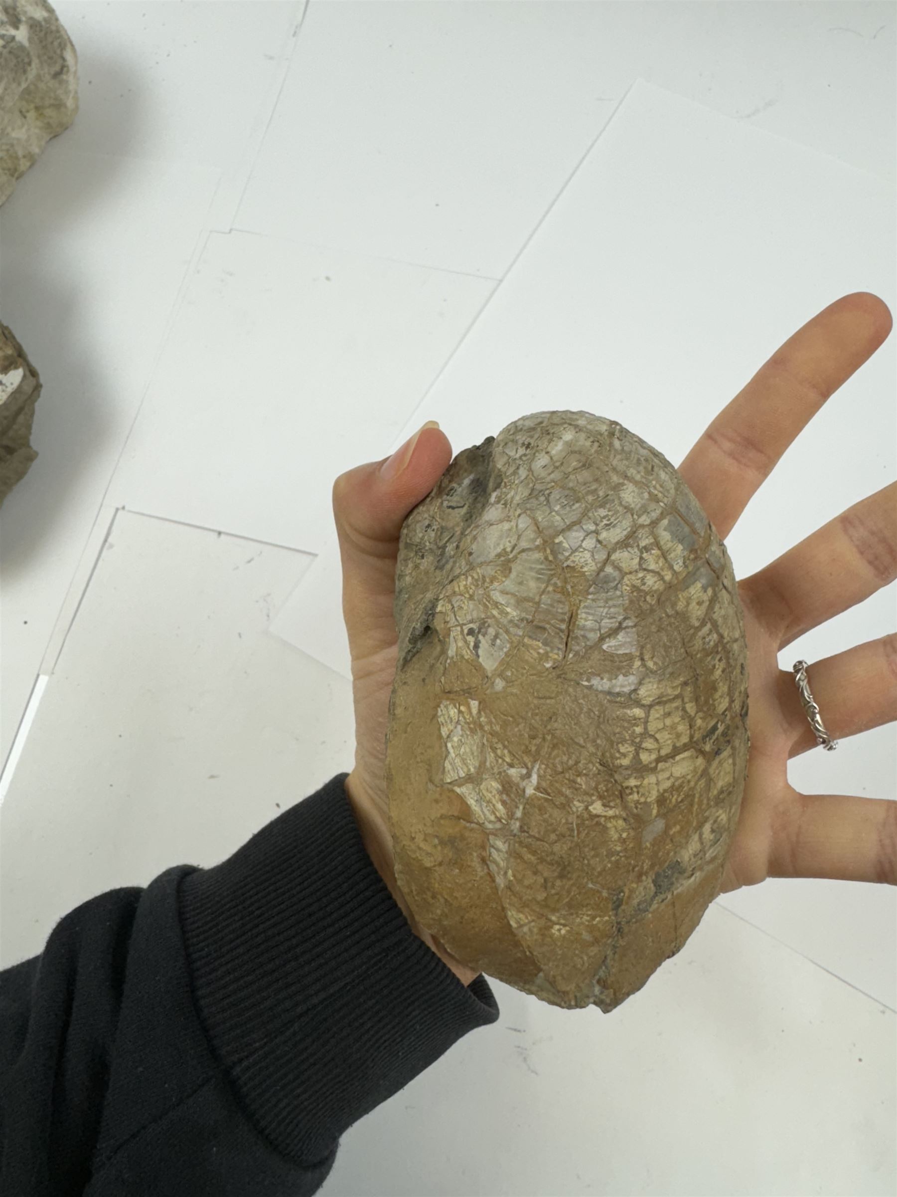 Six shell fossils, including devils toenail (Gryphaea arcuata), Venericardia etc, location Scunthorpe 