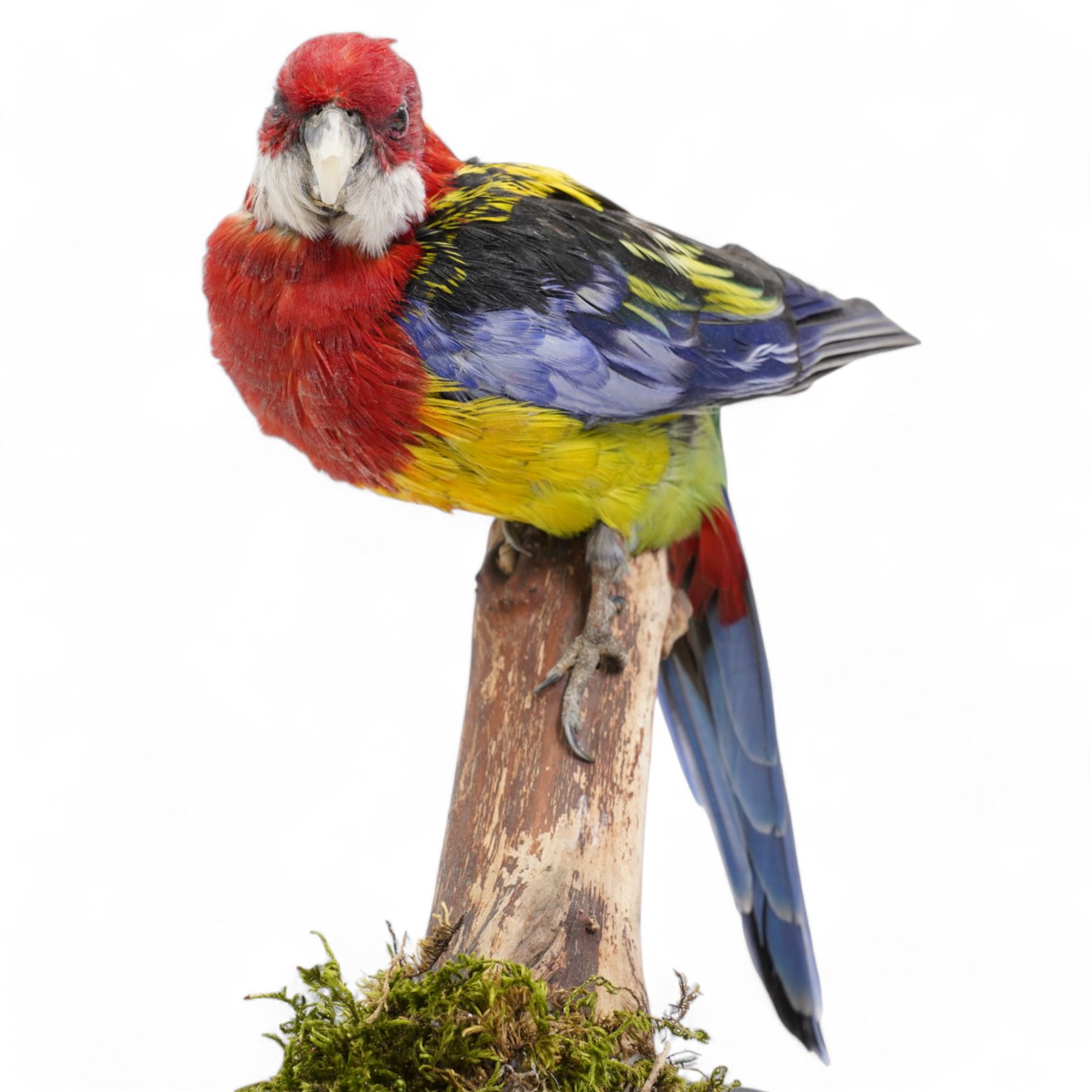 Taxidermy - Eastern Rosella (Platycercus Eximius), full adult mount upon branch in naturalistic setting, enclosed within glass dome H40cm 