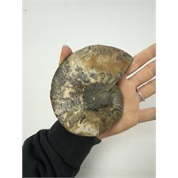 Pair of Cleoniceras ammonite fossil slices, with polished finish, age: Cretaceous period, location: Madagascar, D12cm