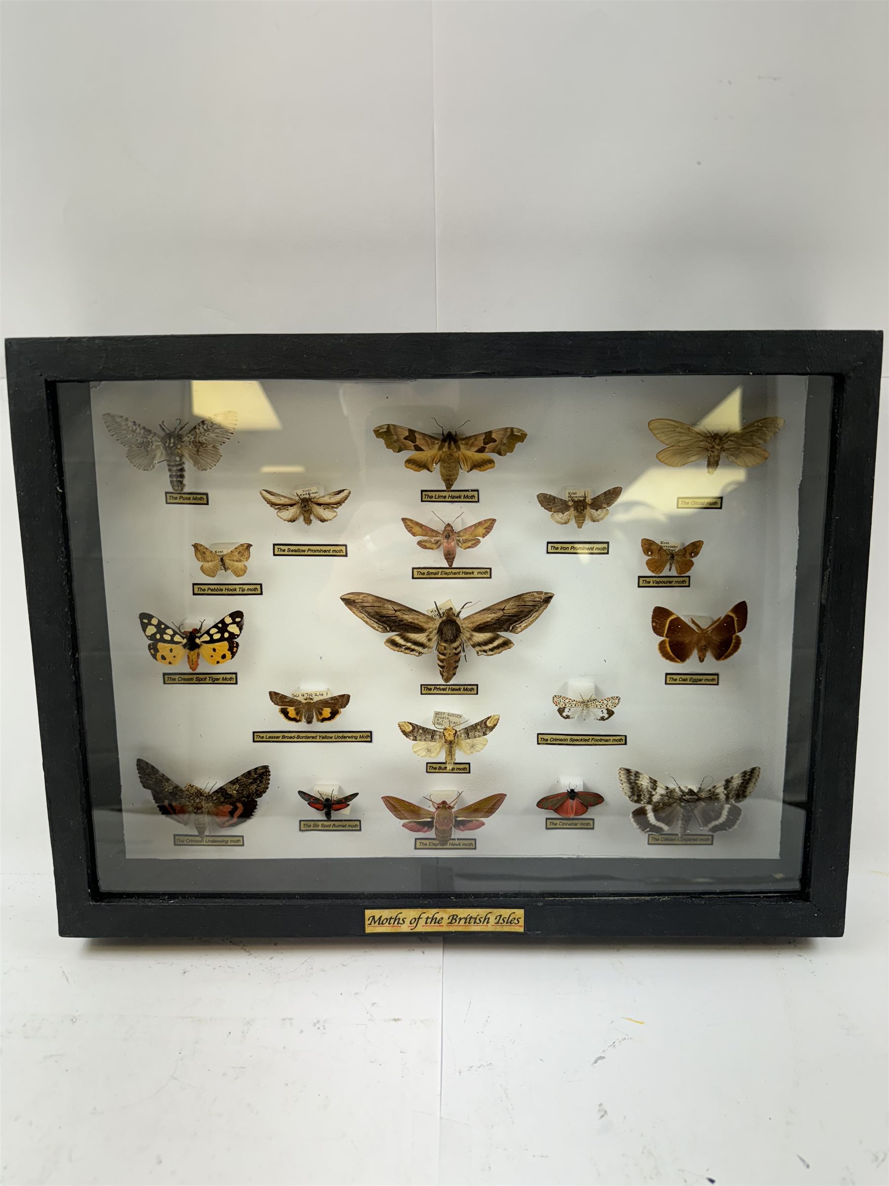 Entomology: Single glazed display of Moths of the British Isles, circa 20th century, single glazed display containing nineteen various specimens, including Privet Hawk moth, Puss moth, Lime Hawk moth, Elephant hawk moth, some with attached data labels, all pinned upon foam backing and named labels, enclosed within a glazed ebonised display case, H28cm, L38cm