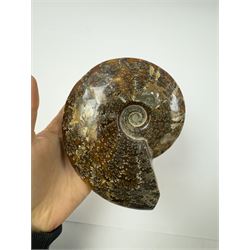 Two Cleoniceras ammonite fossils, with polished finish, age: Cretaceous period, location: Madagascar, D14cm