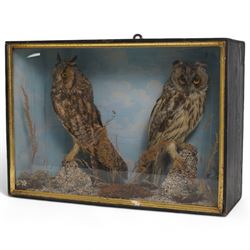 Taxidermy: Victorian pair of long-eared owls (Asio Otus), full mounts, painted backboard in glazed display case, 53cm x 38cm x 19cm