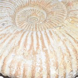 Large ammonite fossil, age; Cretaceous period, location; Morocco, W42cm