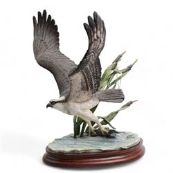 Border Fine Arts 'Osprey' by Ray Ayres, limited edition 217/500 on wood base, boxed and with certificate