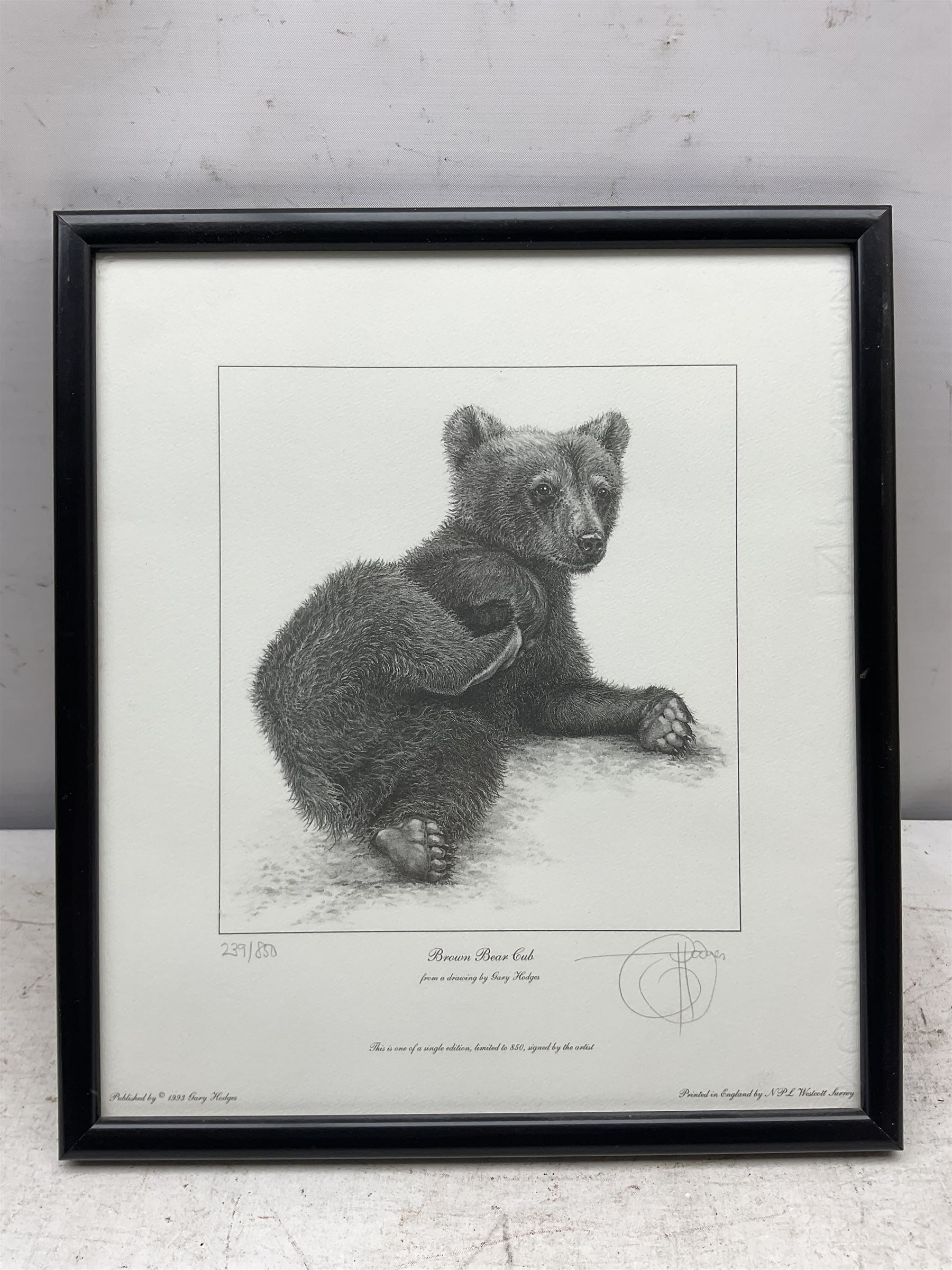 Gary Hodges (British 1954-): 'Brown Bear Cub', limited edition monochrome print signed and numbered 239/850 in pencil 26cm x 23cm