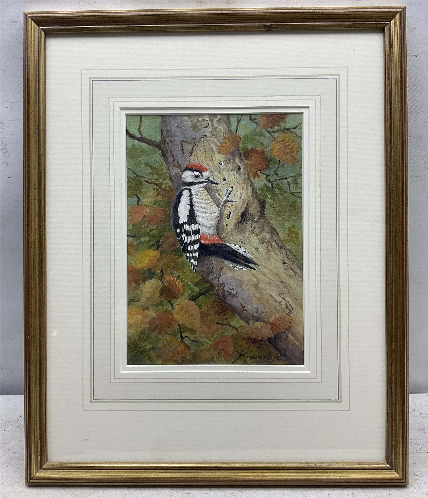 Richard Robjent (British 1937-): 'Great Spotted Woodpecker', watercolour signed, titled and dated 2000 verso 25cm x 18cm