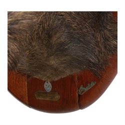 Taxidermy: European Wild Boar (Sus scrofa), adult male shoulder mount looking straight ahead mouth agape, mounted upon a wooden shield, the shield with brass plaque engraved Herbeumont (Tete ma Bourique) 19 Nov 1901, H66cm