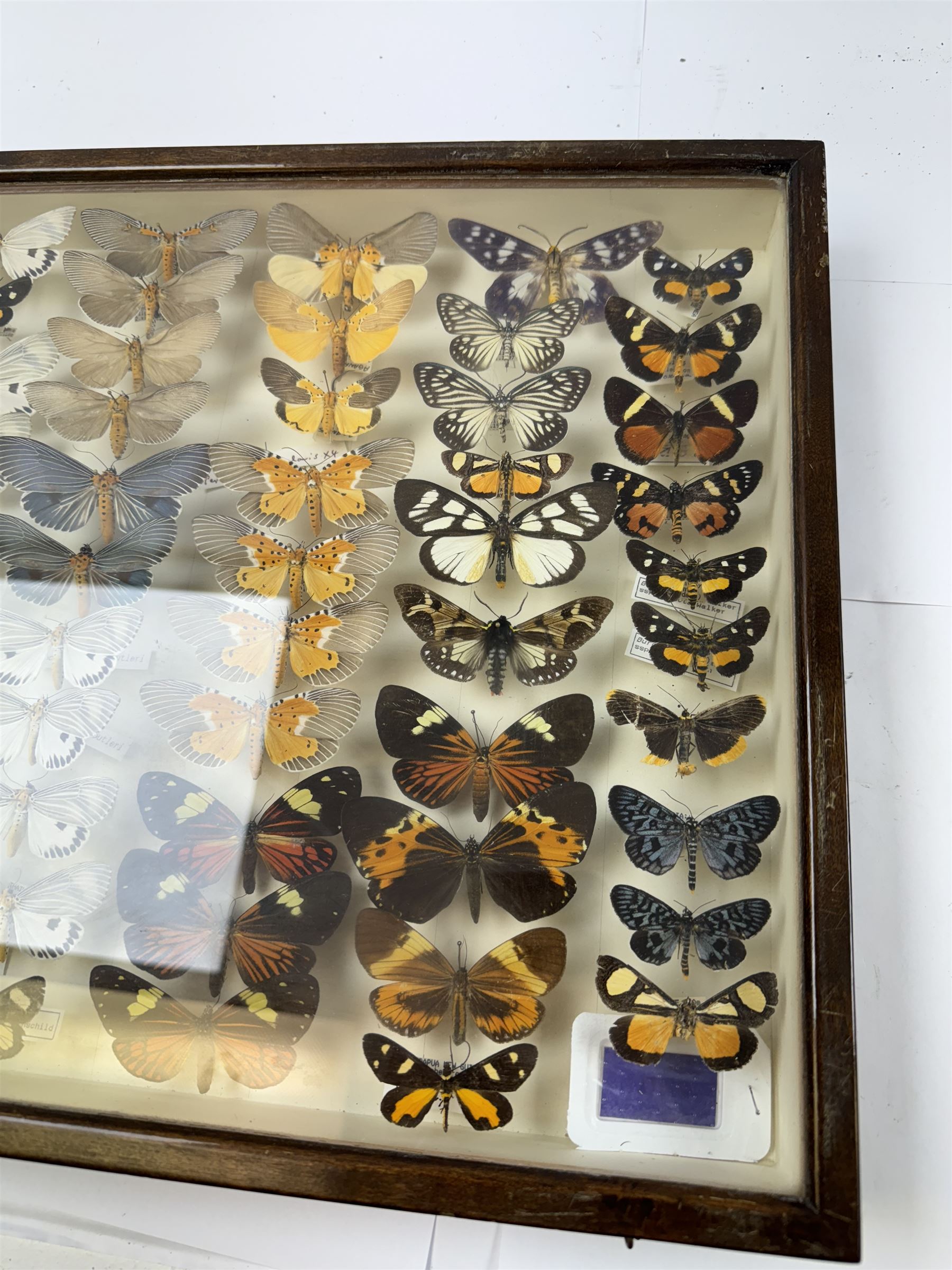 Entomology: Single glazed display of moths, circa 20th century, single glazed display containing sixty three various specimens, mainly Arctidae (Tiger) moths, some with attached data labels, all pinned upon foam backing and named labels, enclosed within a glazed entomology drawer, makers label to verso 'Product of J.J Hill & Son, London N.W.10', H35cm, L45cm