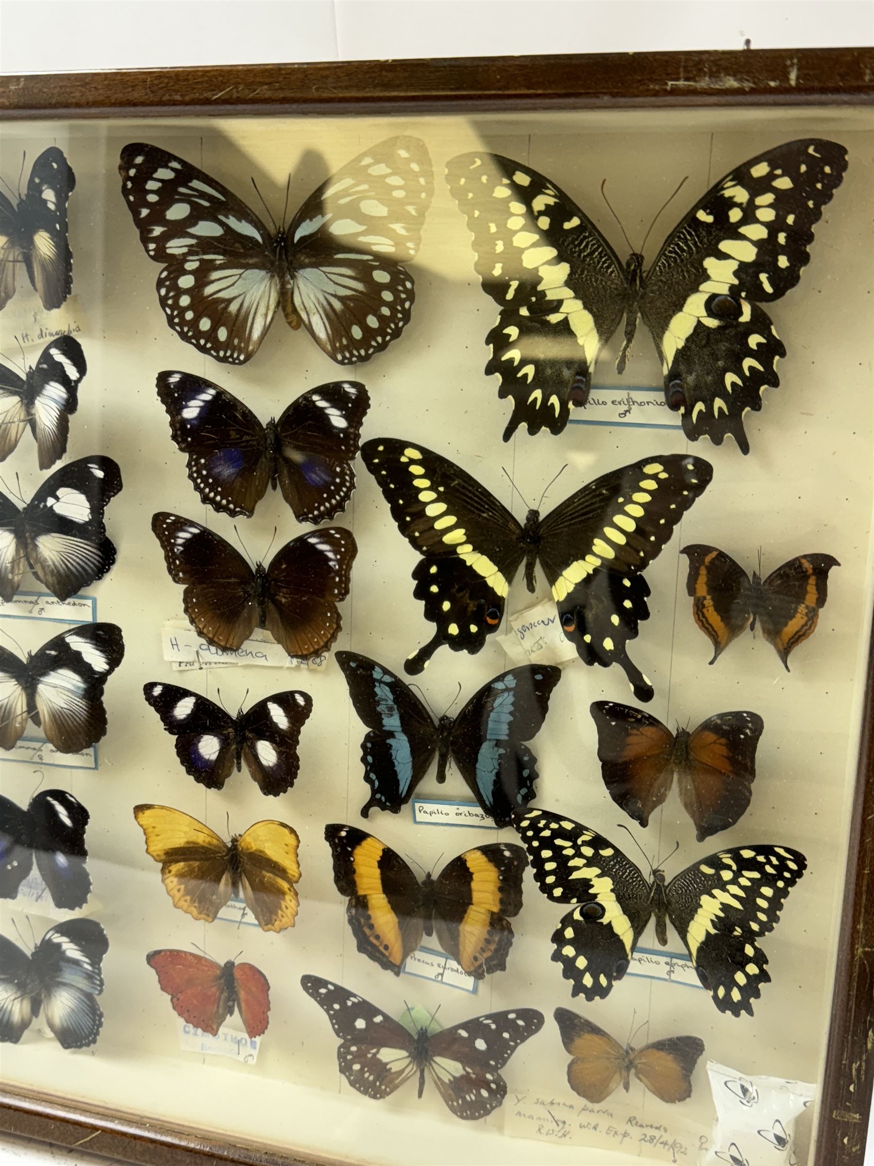 Entomology: Single glazed display of African butterflies, circa 20th century, single glazed display containing twenty six various specimens, many with attached data labels and name labels, all pinned upon foam backing, enclosed within a glazed entomology drawer, makers label to verso 'Product of J.J Hill & Son, London N.W.10' H35cm, L45cm