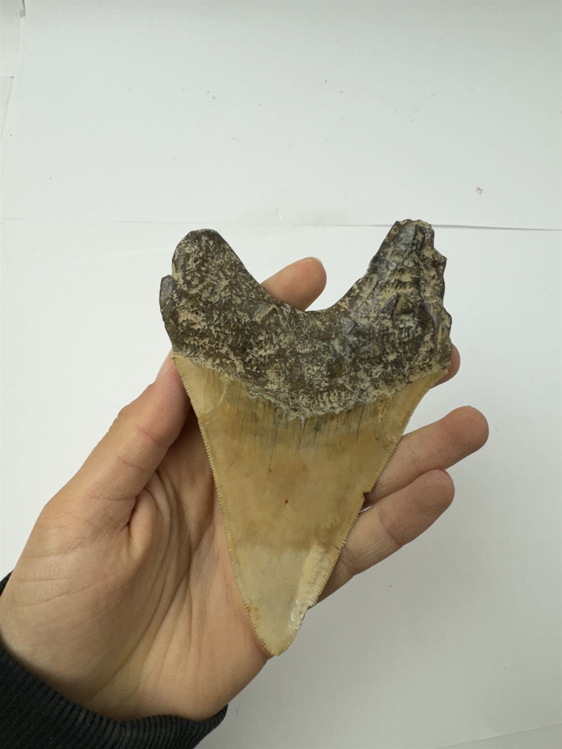 Large Megalodon (Otodus Megalodon) tooth fossil, with fine serrations, age; Miocene period location; Java, Indonisia, H13cm, W9cm 
Notes; Believed to have grown as large as 18 metres, the Megalodon was the largest shark and one of the most dominant marine predators ever to have existed. It roamed the ancient seas for around 20 million years until their extinction around 3.6 million years ago. Megalodon teeth vary in colour and ton. influenced and coloured over the millennia by the conditions in which they are preserved