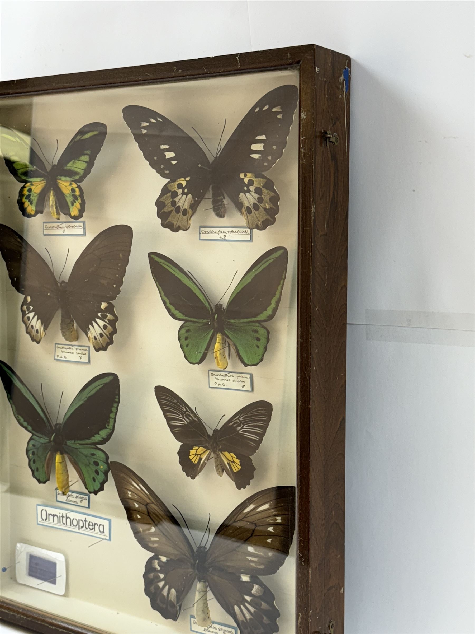 Entomology: Single glazed display of Birdwing (Ornithoptera) butterflies, circa 20th century, single glazed display containing seven various specimens, including Cape York birdwing (Ornithoptera priamus), Rothschild's birdwing (ornithoptera rothschildi), some with attached data labels and name labels, all pinned upon foam backing, enclosed within a glazed entomology drawer, makers label to verso 'Product of J.J Hill & Son, London N.W.10', H45cm, L35cm