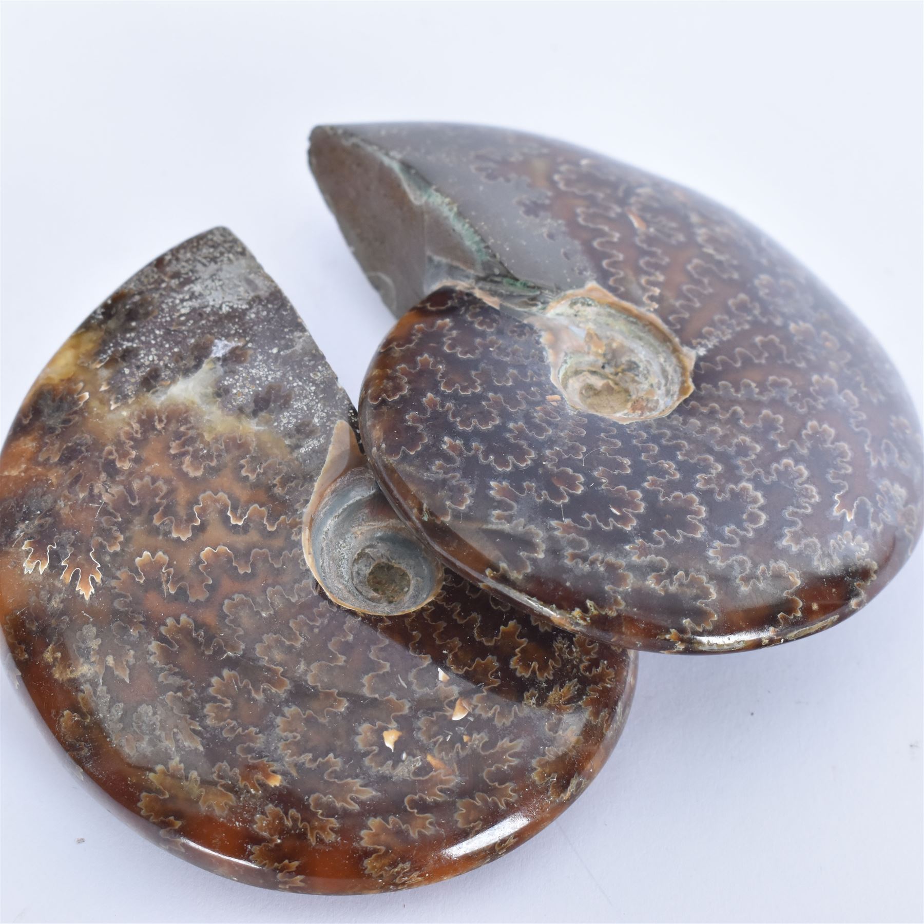 Two Cleoniceras ammonite fossils, with polished finish, age: Cretaceous period, location: Madagascar, D9cm