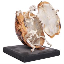 Taxidermy: Leopard Tortoise (Stigmochelys pardalis), the shell mounted upon an ebonised wooden base, with hinged mechanise opening to relieve a skeleton, H17cm  