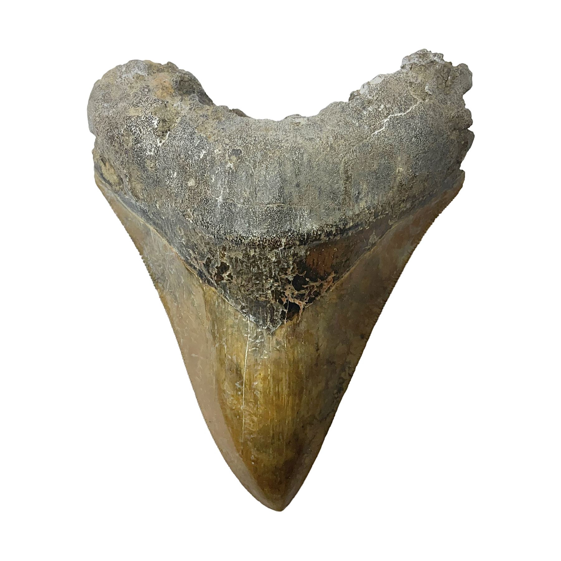 Large Megalodon (Otodus Megalodon) tooth fossil, with fine serrations in an unusually chocolate-colour age; Miocene period, H11.5cm, W9cm

Notes; Believed to have grown as large as 18 metres, the Megalodon was the largest shark and one of the most dominant marine predators ever to have existed. It roamed the ancient seas for around 20 million years until their extinction around 3.6 million years ago.  Megalodon teeth vary in colour and ton. influenced and coloured over the millennia by the conditions in which they are preserved