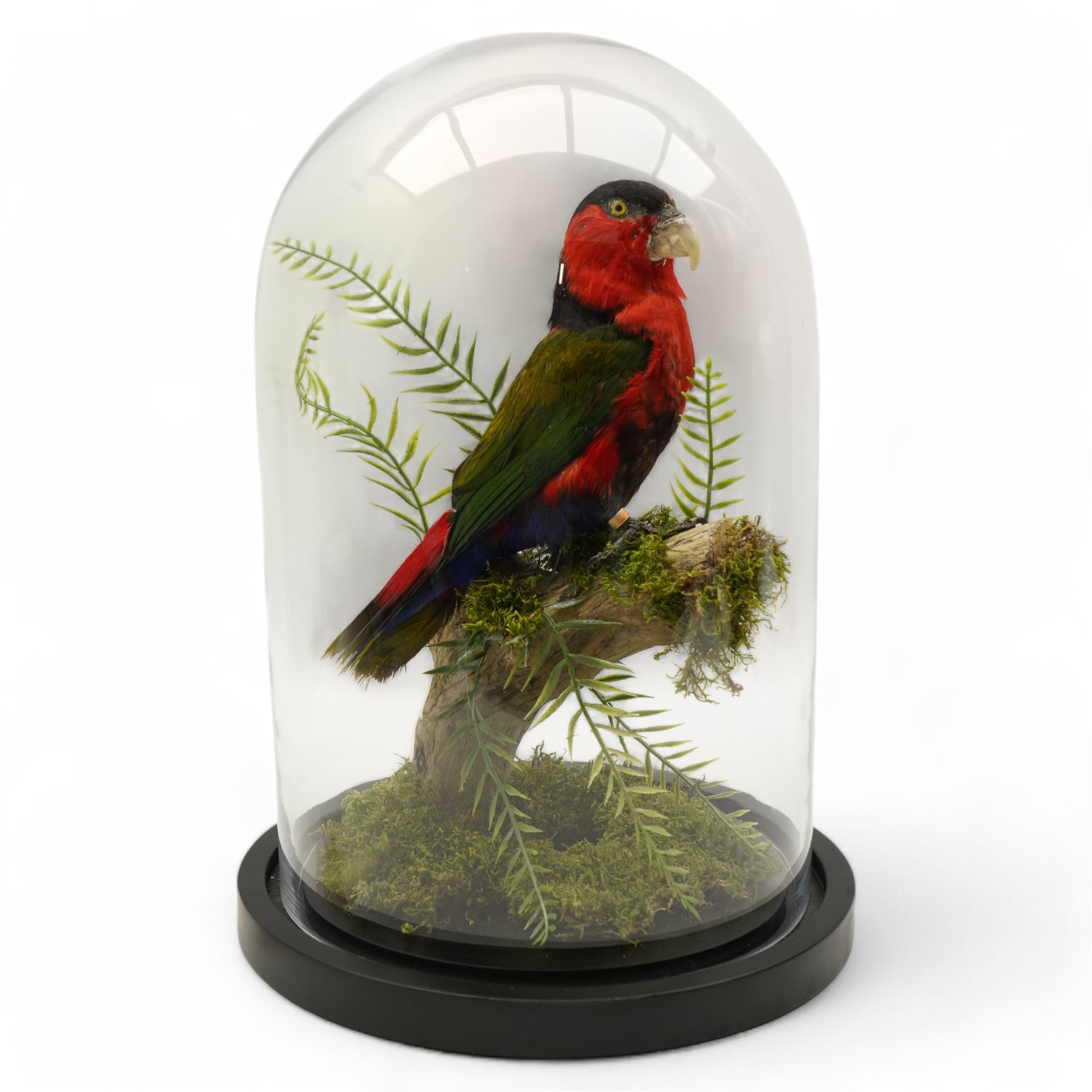 Taxidermy - Black-Capped Lory (Lorius Lory), full adult mount on branch in naturalistic setting by Gary Knight Taxidermy, enclosed within glass dome H40cm - UK Sale only 