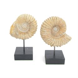 Pair of ammonite fossils, mounted upon a rectangular wooden base, age; Cretaceous period, location; Morocco, H32cm