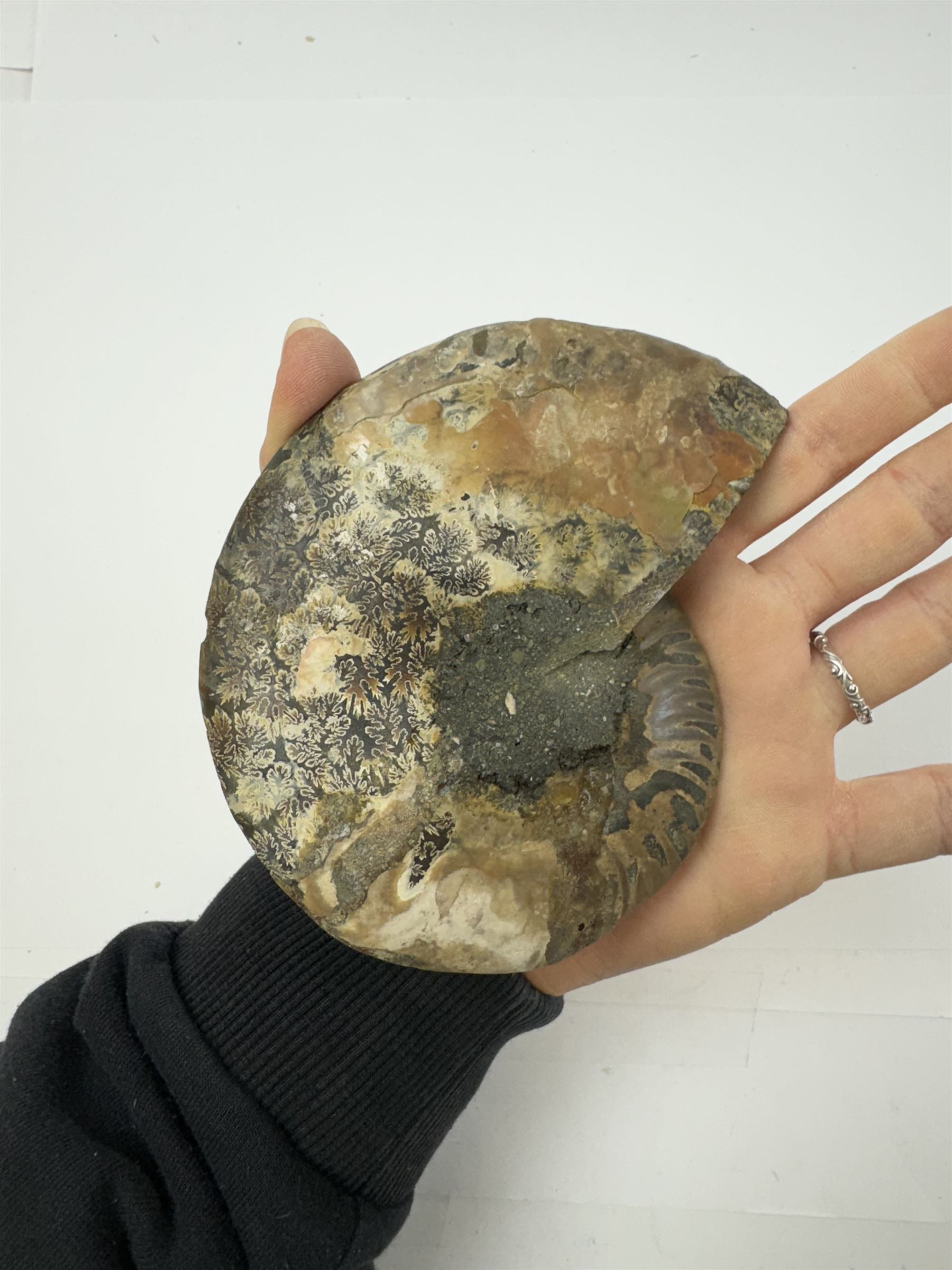 Pair of Cleoniceras ammonite fossil slices, with polished finish, age: Cretaceous period, location: Madagascar, D12cm