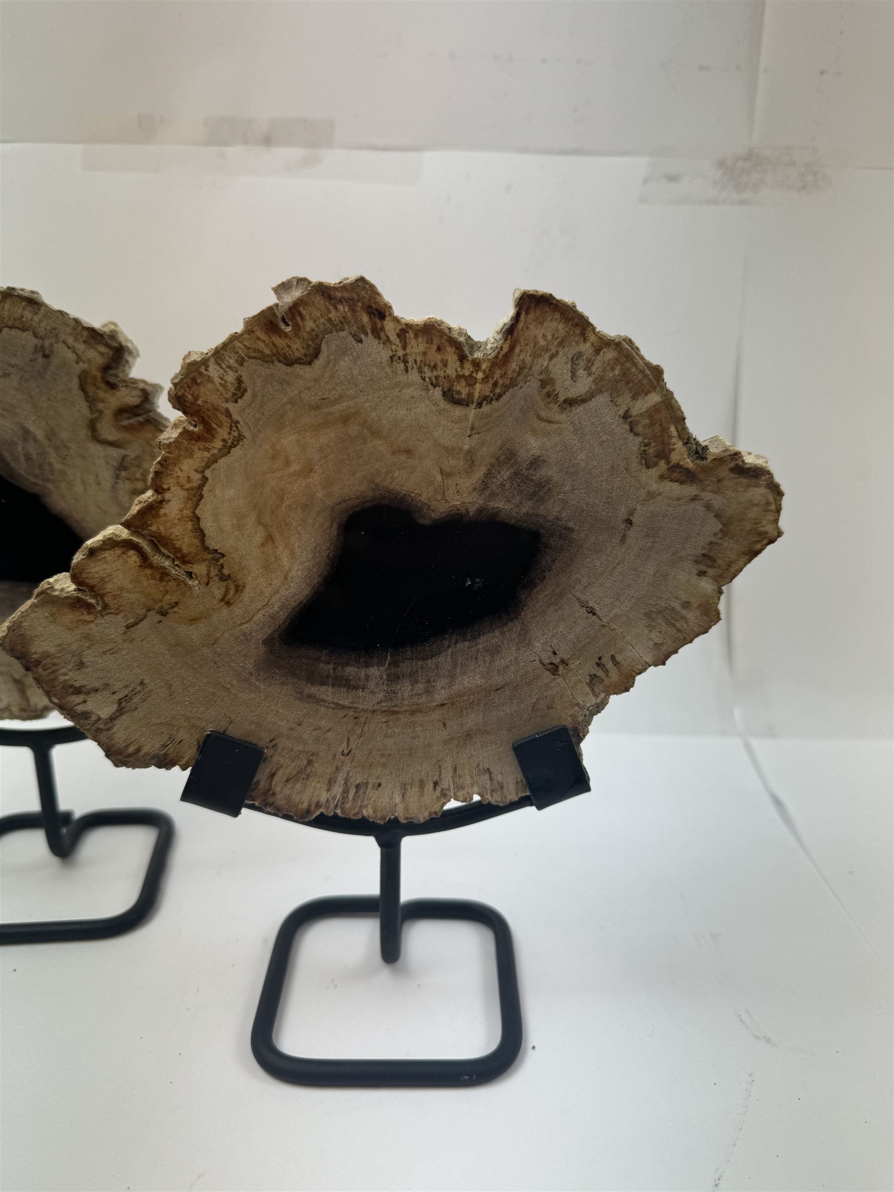 Pair of polished petrified wood slices, sliced in cross-section and polished to both sides, some growth rings still visible and a blackened centre, texture to edges, upon metal stands, H19cm