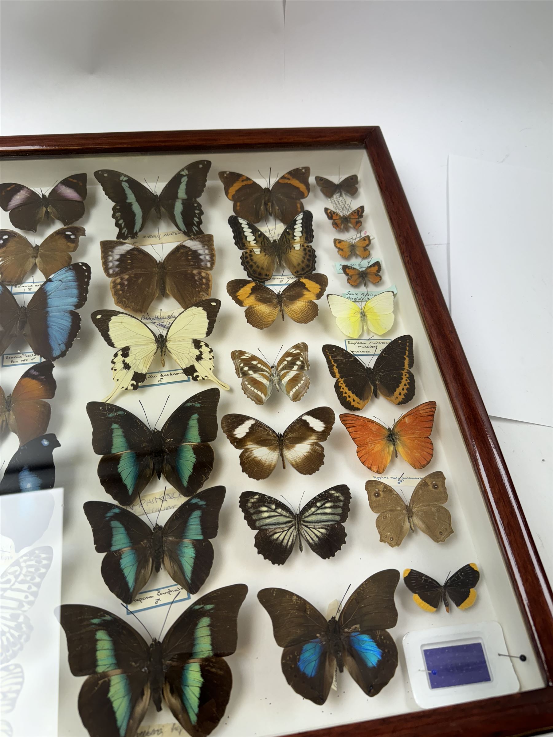 Entomology: Single glazed display of butterflies, circa 20th century, single glazed display containing thirty six various specimens, some with attached data labels, all pinned upon foam backing and named labels, enclosed within a glazed entomology drawer, H46cm, W46cm