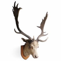 Taxidermy: European Fallow Deer (Dama dama), and corresponding Brian Rawling signed print, H93cm