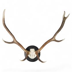 Antlers/horns: Set of Elk (Cervus Canadensis) antlers upon partial skull, mounted upon an ...