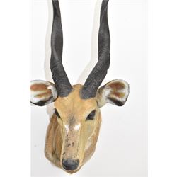 Taxidermy: Cape Bushbuck (Tragelaphus sylvaticus), an adult shoulder mount looking straight ahead, H78cm