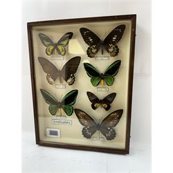 Entomology: Single glazed display of Birdwing (Ornithoptera) butterflies, circa 20th century, single glazed display containing seven various specimens, including Cape York birdwing (Ornithoptera priamus), Rothschild's birdwing (ornithoptera rothschildi), some with attached data labels and name labels, all pinned upon foam backing, enclosed within a glazed entomology drawer, makers label to verso 'Product of J.J Hill & Son, London N.W.10', H45cm, L35cm