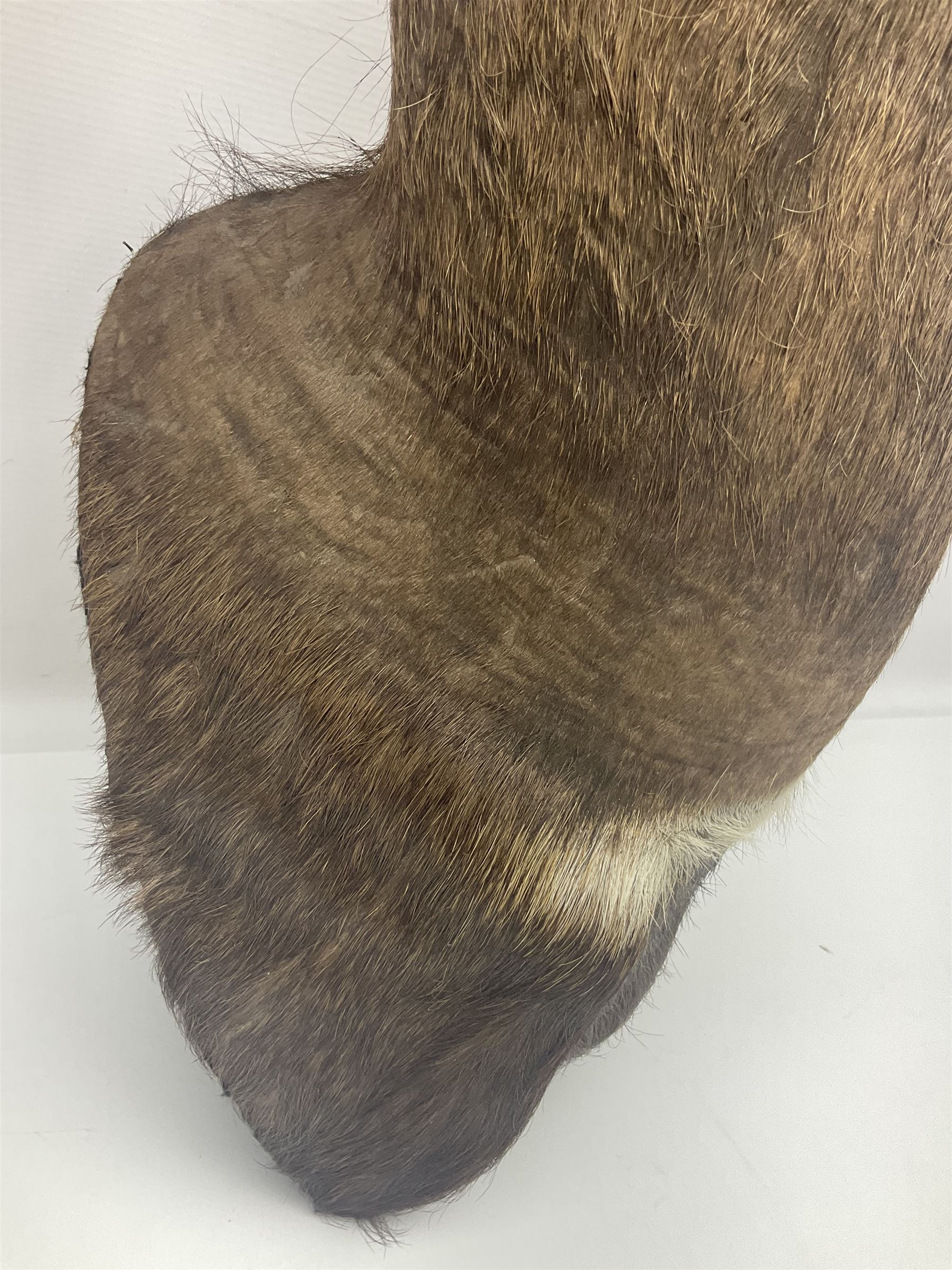 Taxidermy: Cape Bushbuck (Tragelaphus sylvaticus), an adult shoulder mount looking straight ahead, H80cm