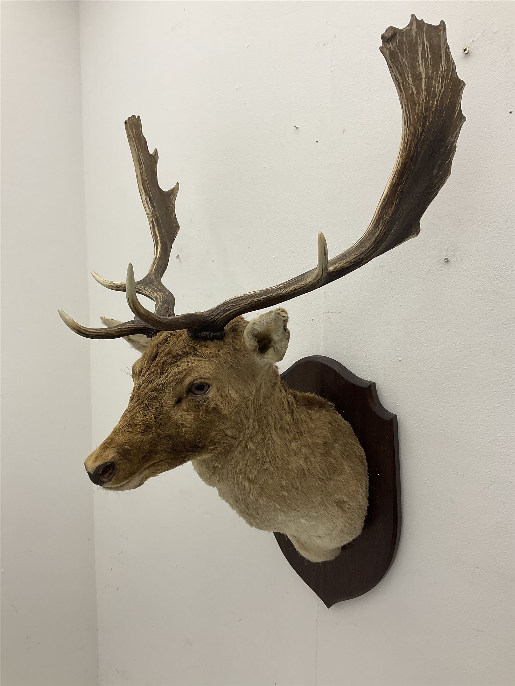 Taxidermy: European Fallow Deer (Dama dama), adult buck shoulder mount looking straight ahead, mounted upon a wooden shield, H110cm D55cm