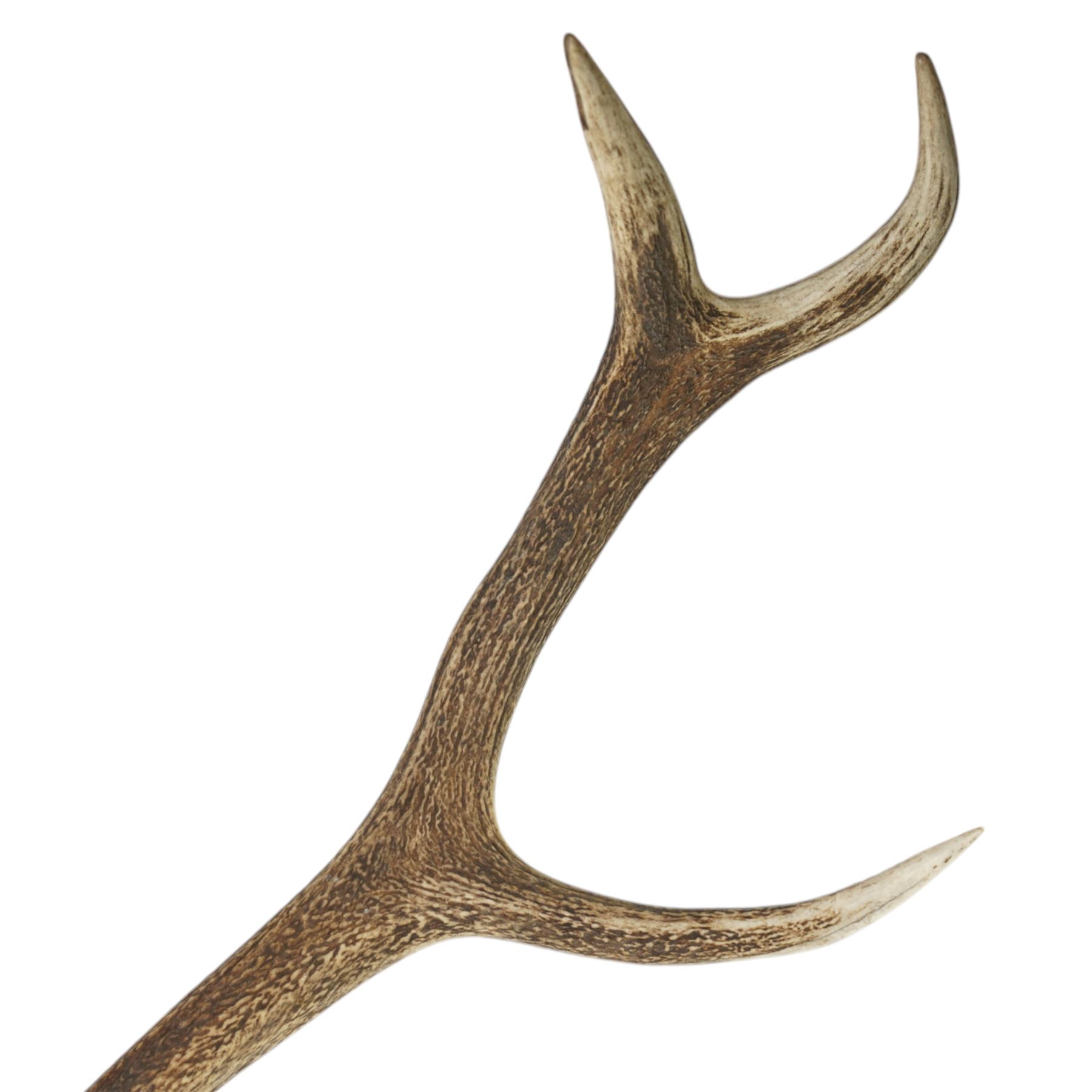 Antlers/horns: Set of Elk (Cervus Canadensis) antlers upon partial skull, mounted upon an ebonised circular wooden plaque, D104cm