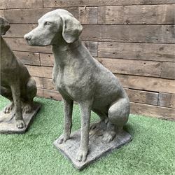 Pair of cast stone garden seated hunting dogs on rectangular plinths - THIS LOT IS TO BE COLLECTED BY APPOINTMENT FROM DUGGLEBY STORAGE, GREAT HILL, EASTFIELD, SCARBOROUGH, YO11 3TX