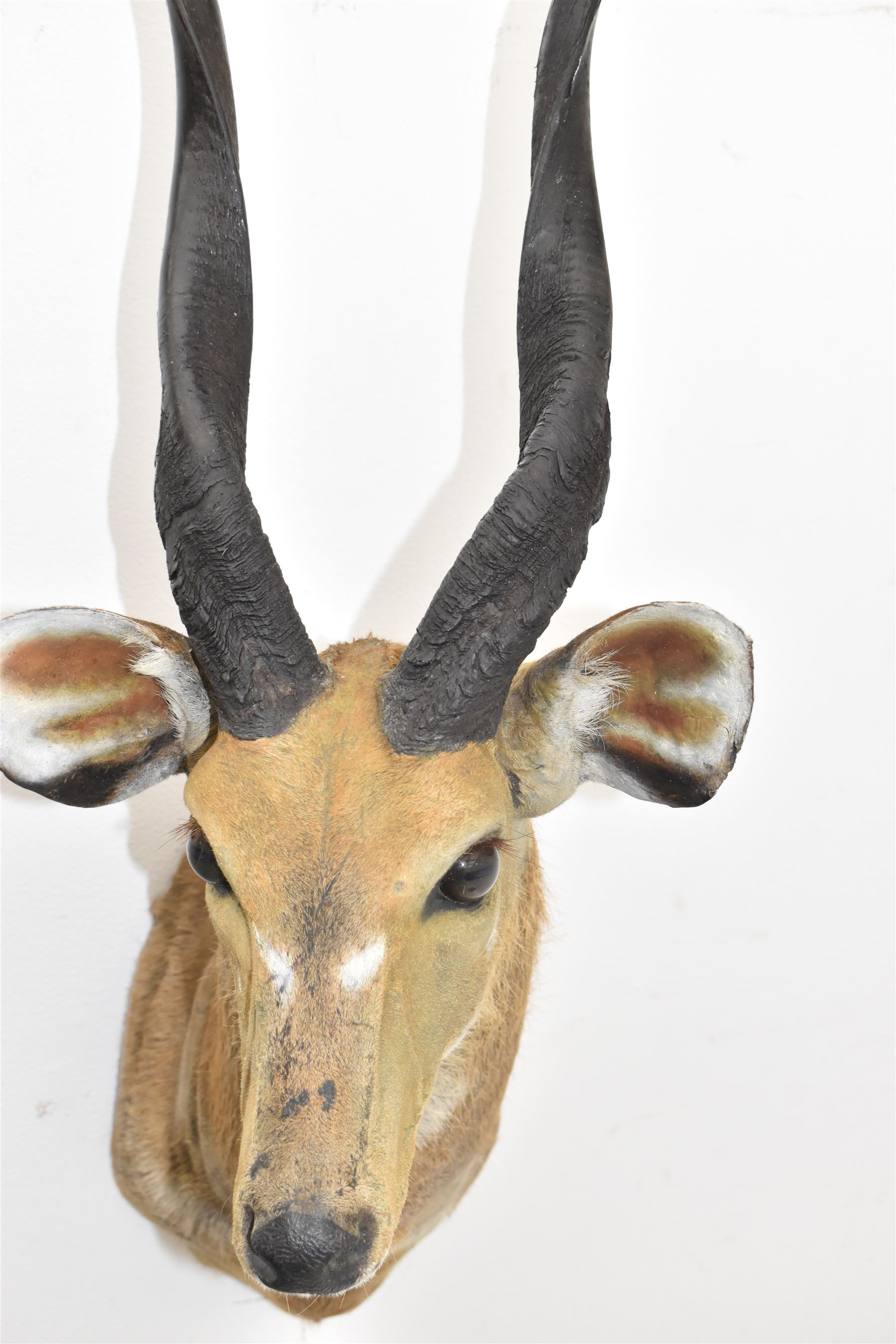 Taxidermy: Cape Bushbuck (Tragelaphus sylvaticus), an adult shoulder mount looking straight ahead, H78cm