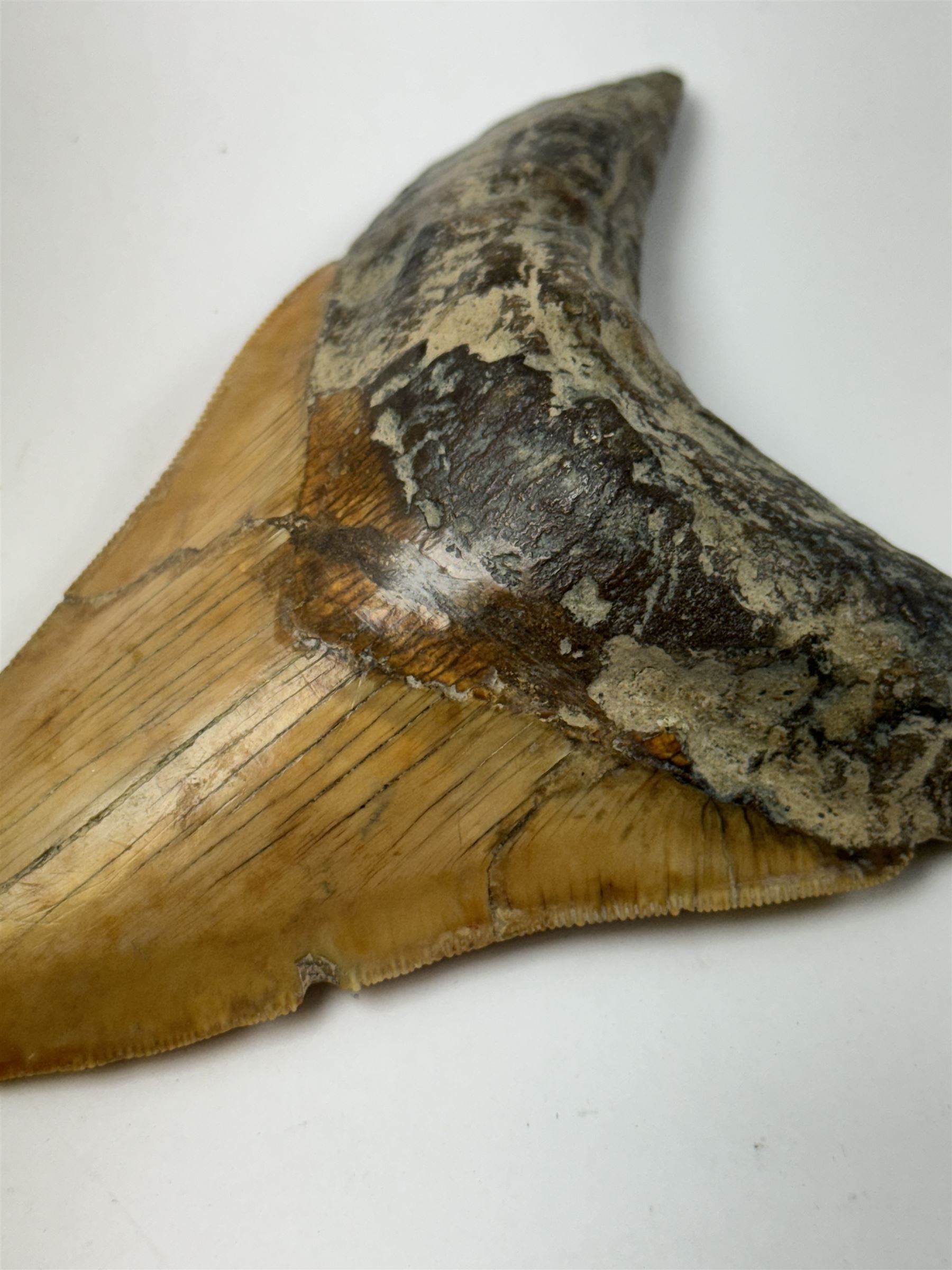 Large Megalodon (Otodus Megalodon) tooth fossil, with fine serrations, age; Miocene period location; Java, Indonisia, H11cm, W9.5cm 
Notes; Believed to have grown as large as 18 metres, the Megalodon was the largest shark and one of the most dominant marine predators ever to have existed. It roamed the ancient seas for around 20 million years until their extinction around 3.6 million years ago. Megalodon teeth vary in colour and ton. influenced and coloured over the millennia by the conditions in which they are preserved