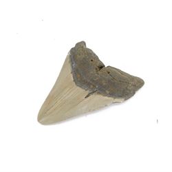 Megalodon (Otodus Megalodon) tooth fossil, with fine serrations, H11cm