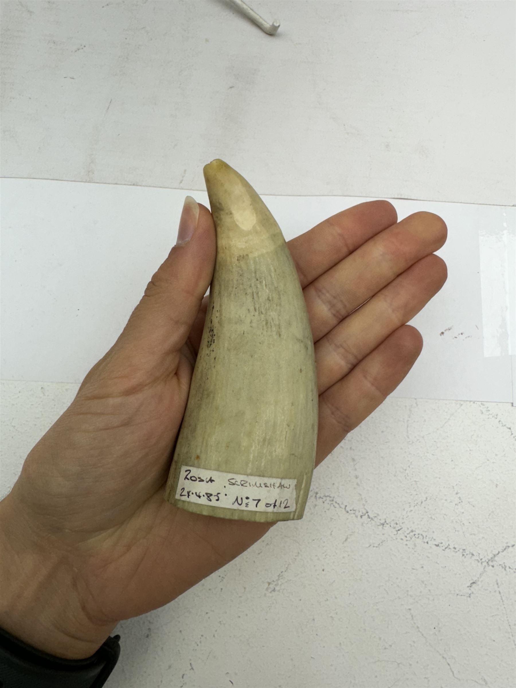 Two 19th century scrimshaw whale tooth, the first depicting a erotic scene, the second depicting Tom Paine, largest L11cm 