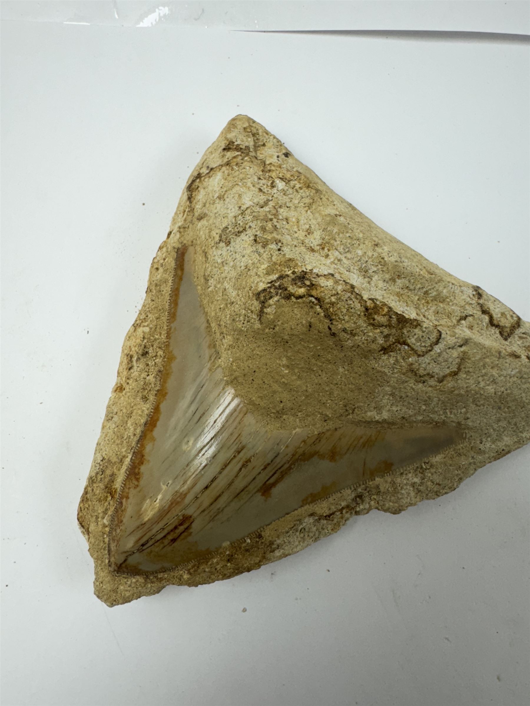 Megalodon (Otodus Megalodon) tooth fossil, with fine serrations, in matrix age; Miocene period location; Java, Indonisia, H12cm, W12cm 
Notes; Believed to have grown as large as 18 metres, the Megalodon was the largest shark and one of the most dominant marine predators ever to have existed. It roamed the ancient seas for around 20 million years until their extinction around 3.6 million years ago. Megalodon teeth vary in colour and ton. influenced and coloured over the millennia by the conditions in which they are preserved