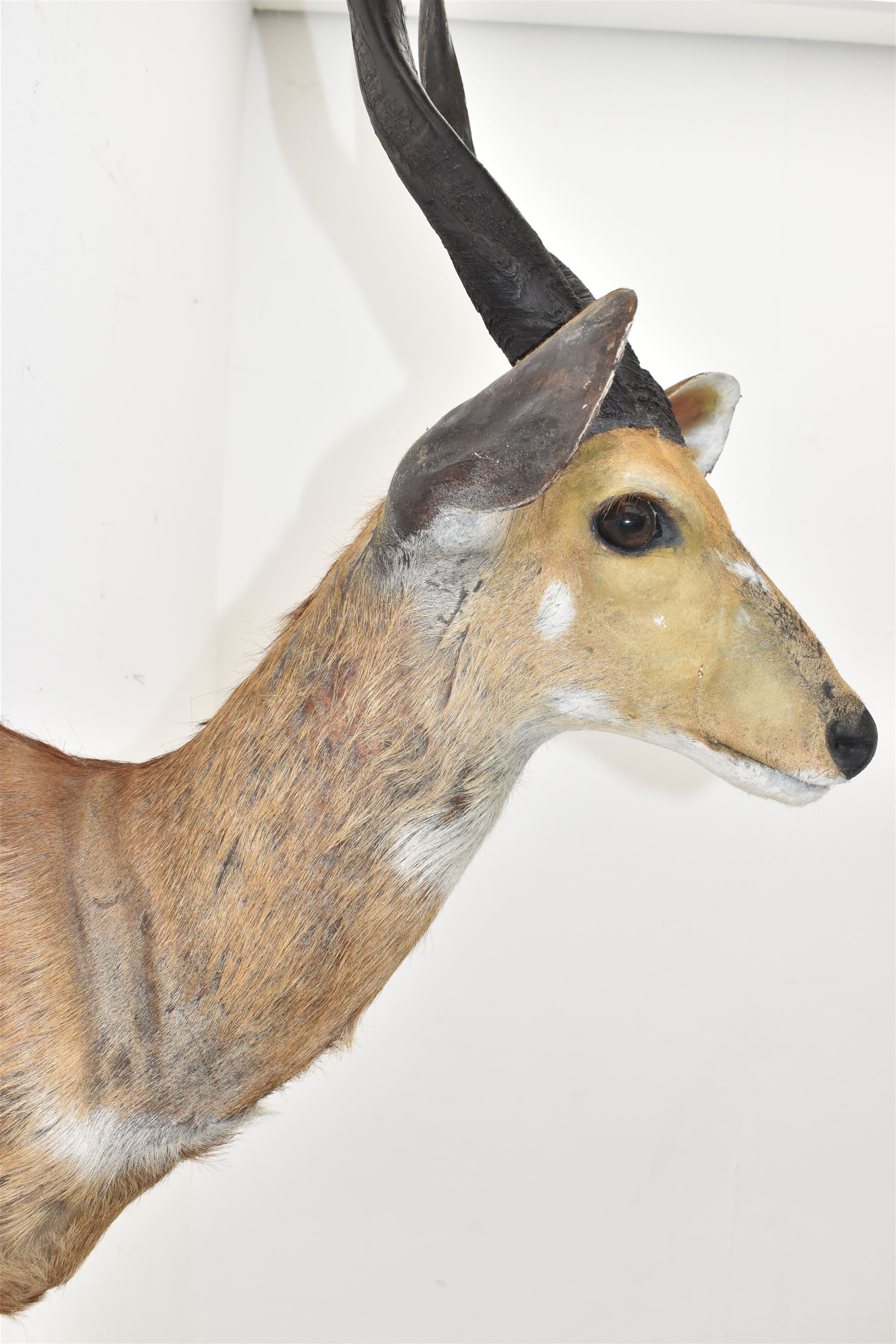 Taxidermy: Cape Bushbuck (Tragelaphus sylvaticus), an adult shoulder mount looking straight ahead, H78cm