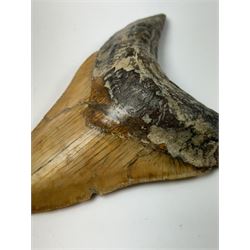 Large Megalodon (Otodus Megalodon) tooth fossil, with fine serrations, age; Miocene period location; Java, Indonisia, H11cm, W9.5cm 
Notes; Believed to have grown as large as 18 metres, the Megalodon was the largest shark and one of the most dominant marine predators ever to have existed. It roamed the ancient seas for around 20 million years until their extinction around 3.6 million years ago. Megalodon teeth vary in colour and ton. influenced and coloured over the millennia by the conditions in which they are preserved