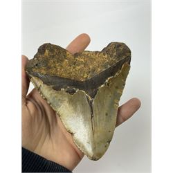 Large Megalodon (Otodus Megalodon) tooth fossil, with fine serrations age; Miocene period location; Java, Indonisia, H10.5cm, W11cm Notes; Believed to have grown as large as 18 metres, the Megalodon was the largest shark and one of the most dominant marine predators ever to have existed. It roamed the ancient seas for around 20 million years until their extinction around 3.6 million years ago. Megalodon teeth vary in colour and ton. influenced and coloured over the millennia by the conditions in which they are preserved