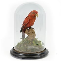 Taxidermy; Red Lorikeet (Trichoglossus Rubritorquis) full adult mount perched upon a tree ...