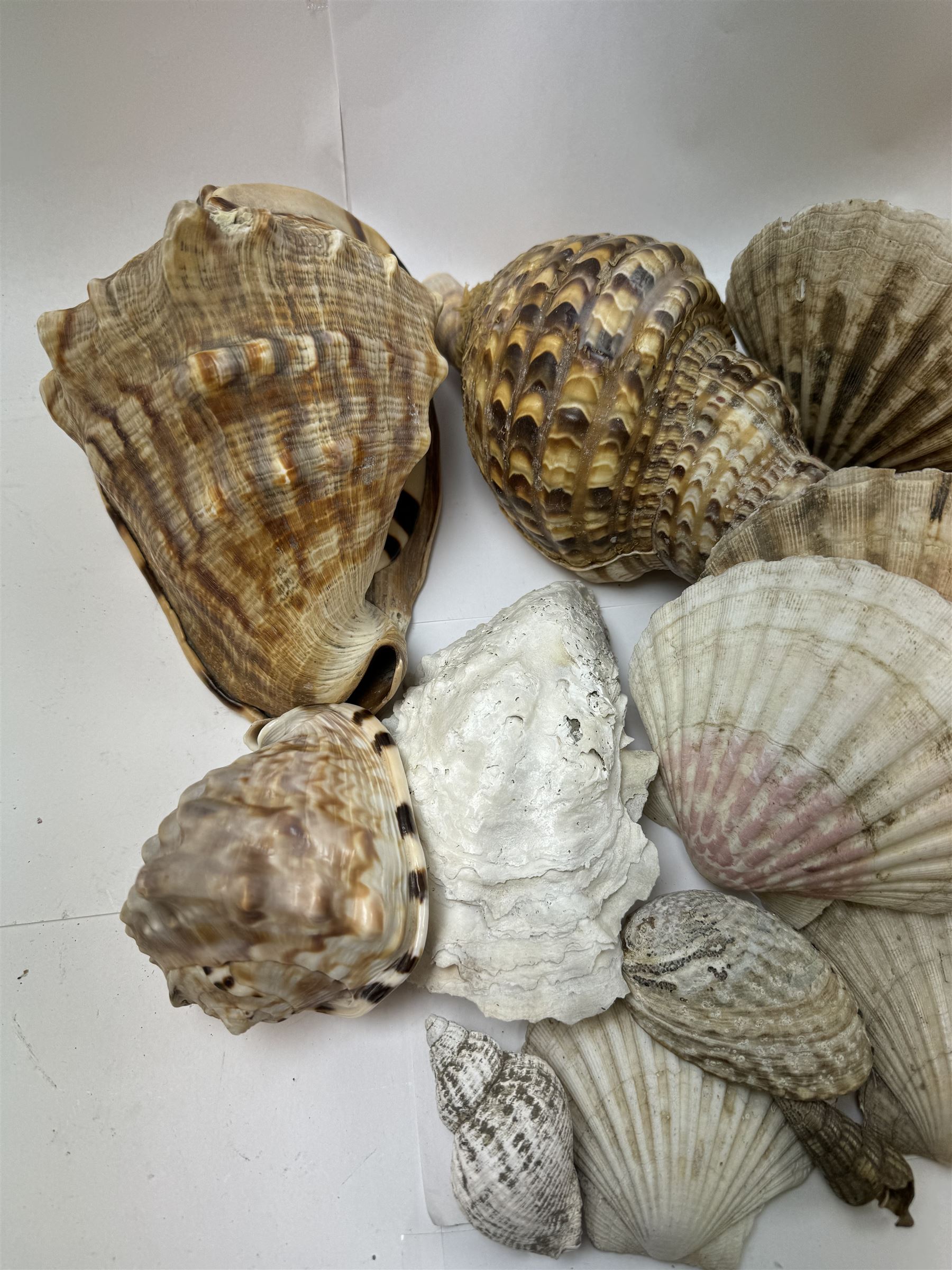 Conchology: selection of shells, including mother of pearl Turbo Marmaratus shell, Conch shells, Triton shell etc 