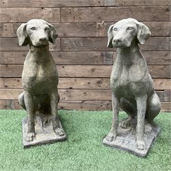 Pair of cast stone garden seated hunting dogs on rectangular plinths - THIS LOT IS TO BE COLLECTED BY APPOINTMENT FROM DUGGLEBY STORAGE, GREAT HILL, EASTFIELD, SCARBOROUGH, YO11 3TX