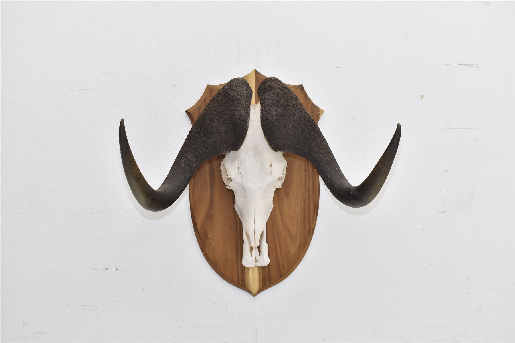 Antlers/Horns: Cape Buffalo skull and horns(Syncerus caffer caffer), mounted upon a wooden shield