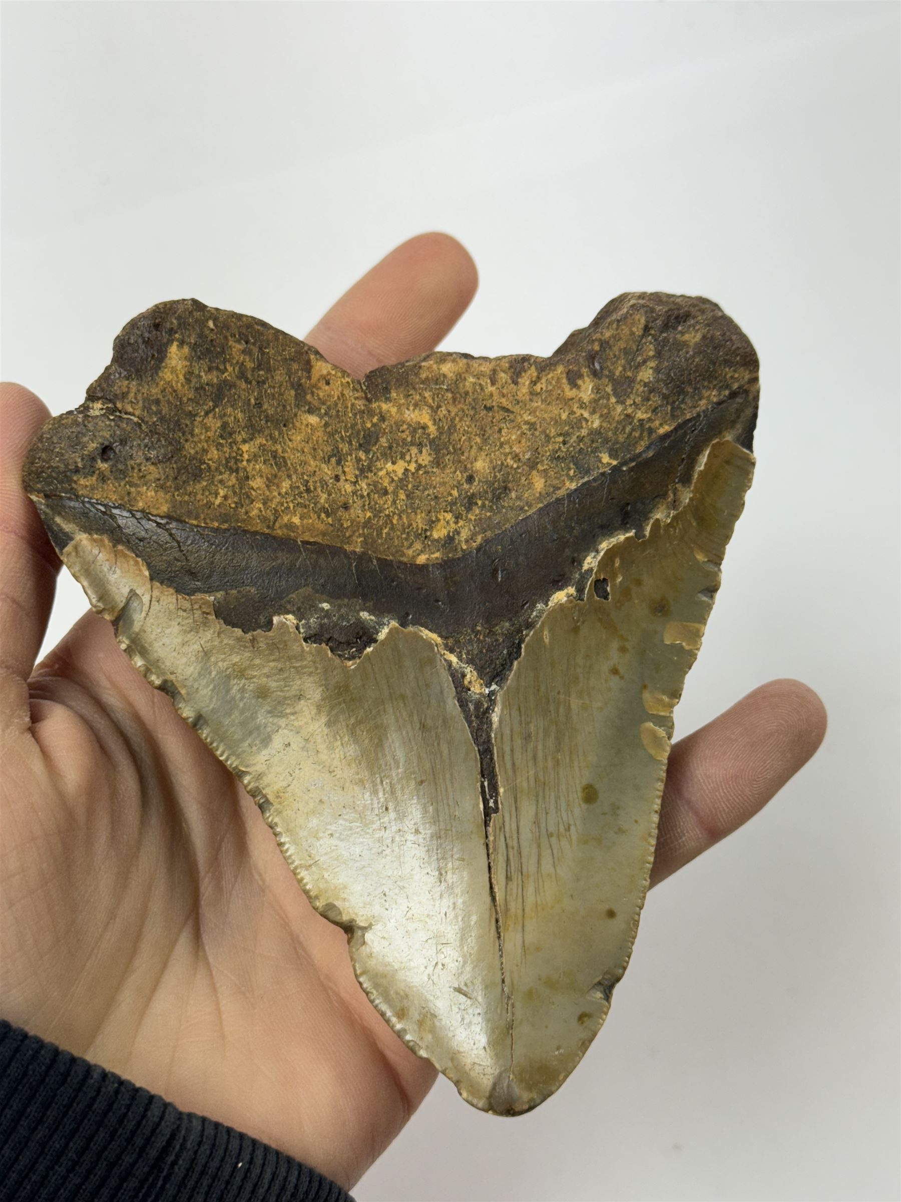 Large Megalodon (Otodus Megalodon) tooth fossil, with fine serrations age; Miocene period location; Java, Indonisia, H10.5cm, W11cm Notes; Believed to have grown as large as 18 metres, the Megalodon was the largest shark and one of the most dominant marine predators ever to have existed. It roamed the ancient seas for around 20 million years until their extinction around 3.6 million years ago. Megalodon teeth vary in colour and ton. influenced and coloured over the millennia by the conditions in which they are preserved